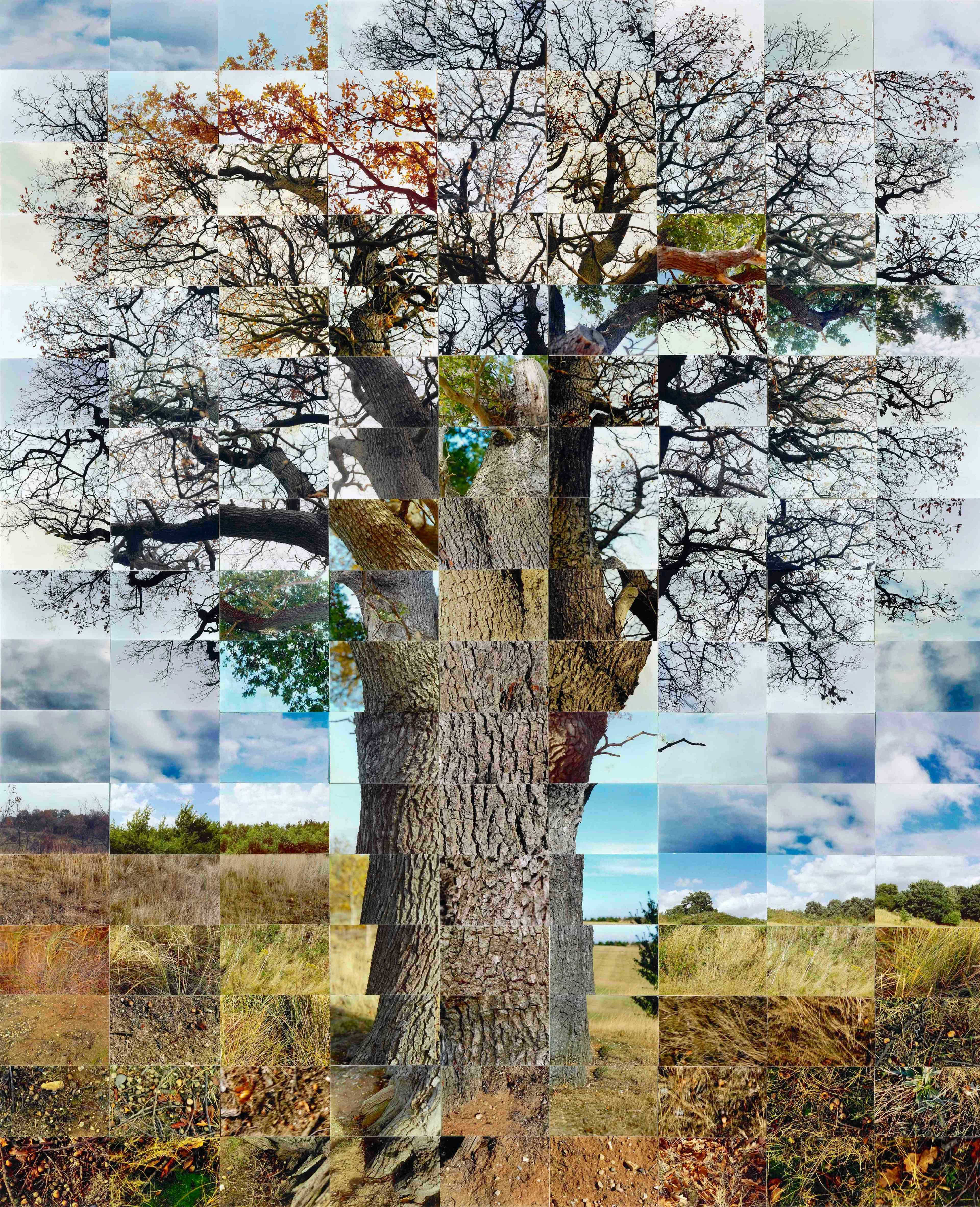 Still Films; Trees work 22